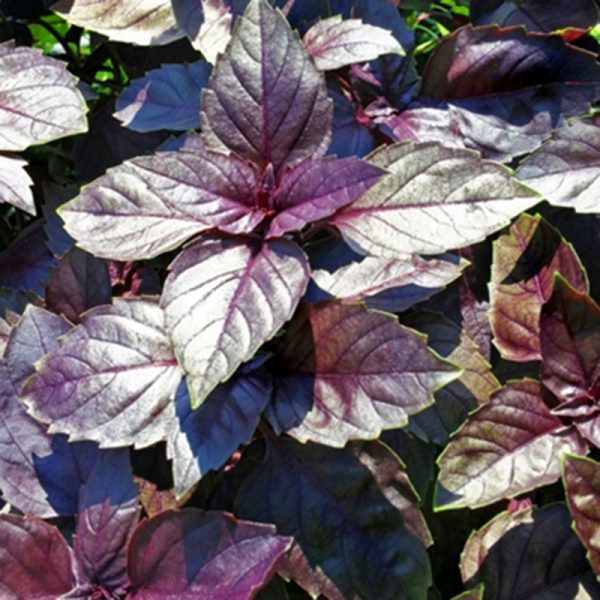 Basil Red Ruby Seed Cheap - Image 5