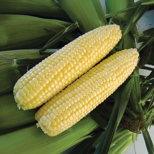 Sweet Corn Inferno F1 Seed Cheap