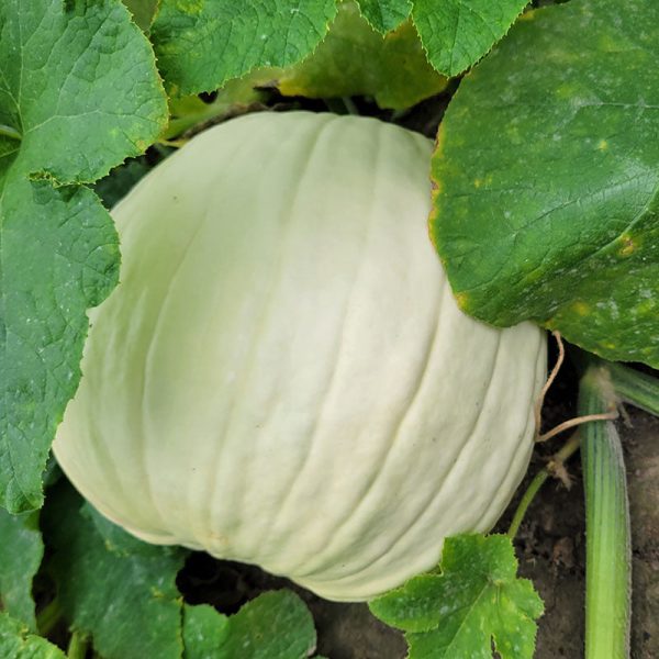 Pumpkin Abominable F1 Seed For Sale - Image 4
