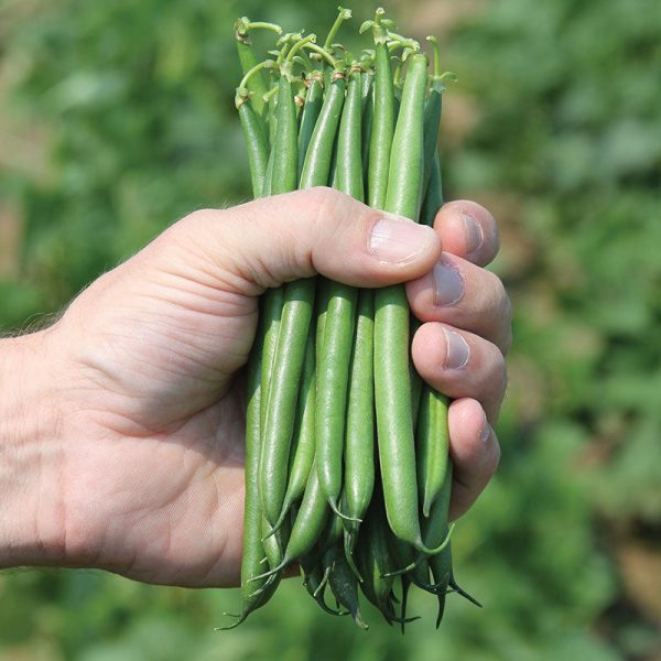 Bean Crockett Seed For Sale
