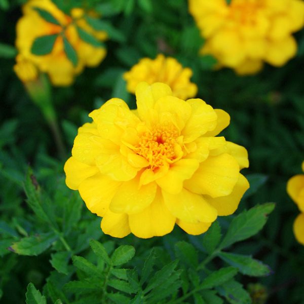 Marigold Safari Mix Seed For Discount - Image 5