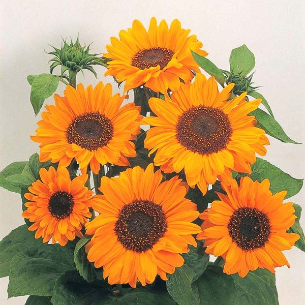 Sunflower Soraya Seed Cheap - Image 2