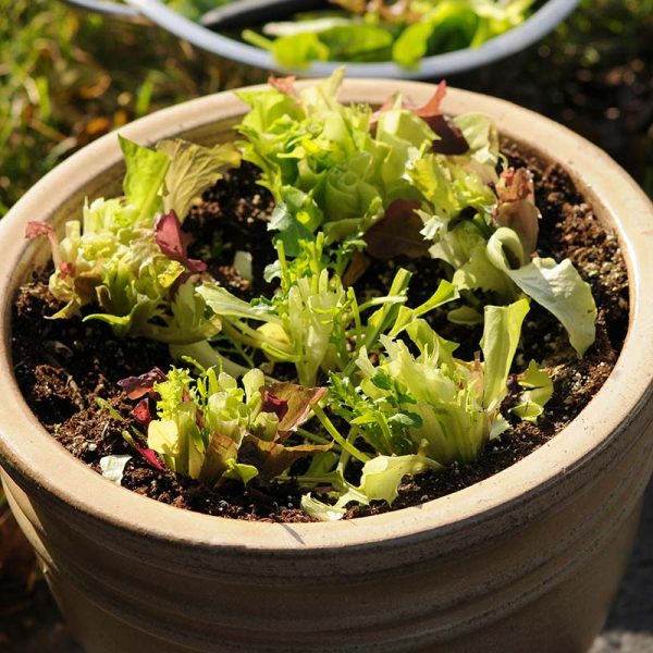 Simply Salad Alfresco Mix Seed For Sale