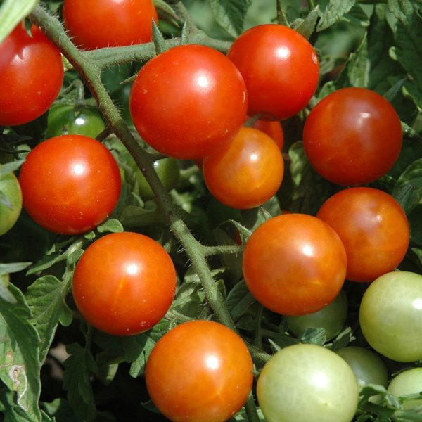 Tomato Toronjina F1 Organic Seed Online Hot Sale - Image 2