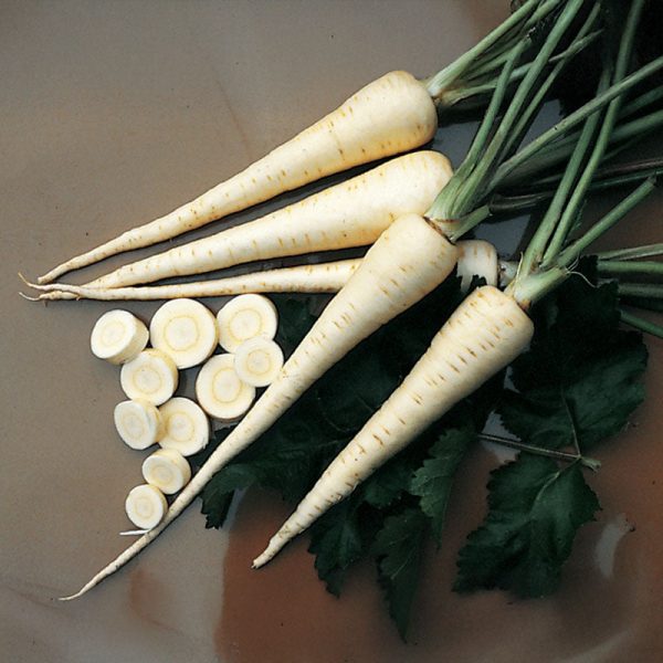 Parsnip Harris Model Seed Online Hot Sale