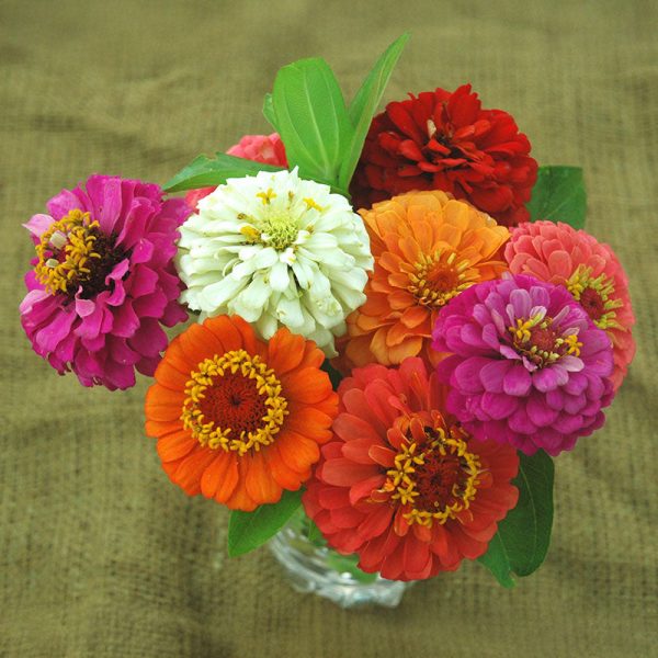 Zinnia Cut and Come Again Mix Seed For Discount