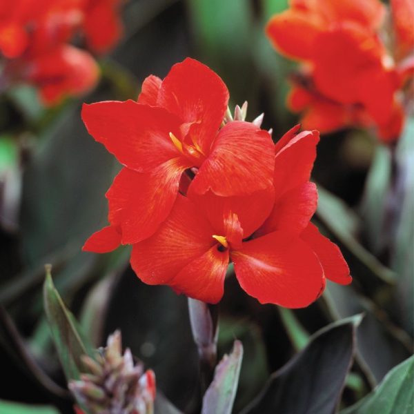 Canna Tropical Bronze Scarlet Seed Online