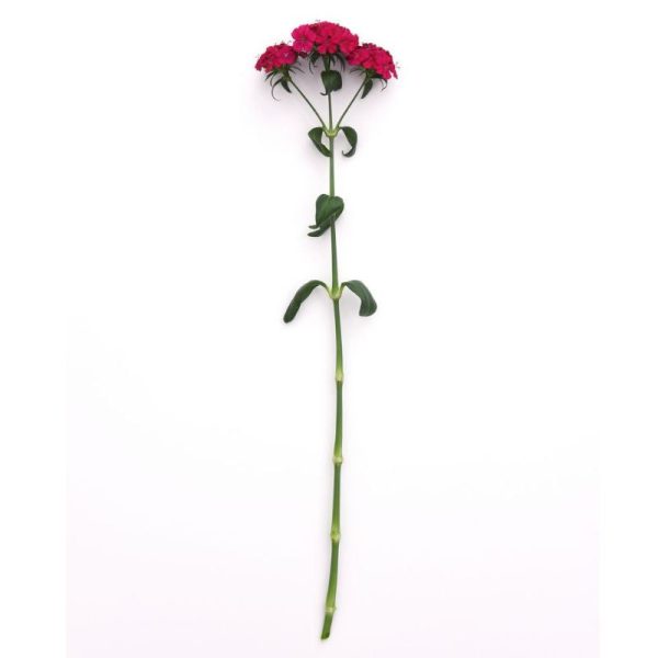 Dianthus Amazon Neon Cherry F1 Seed For Cheap - Image 5