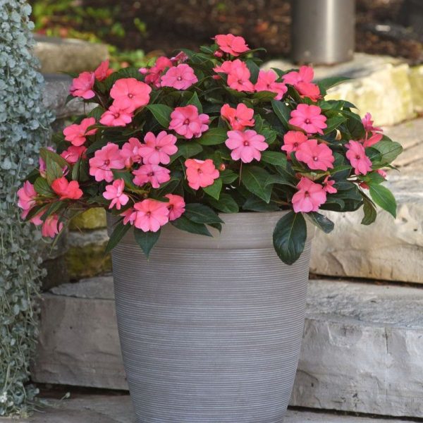 Impatiens Solarscape Xl Salmon Glow F1 Seed Discount - Image 2