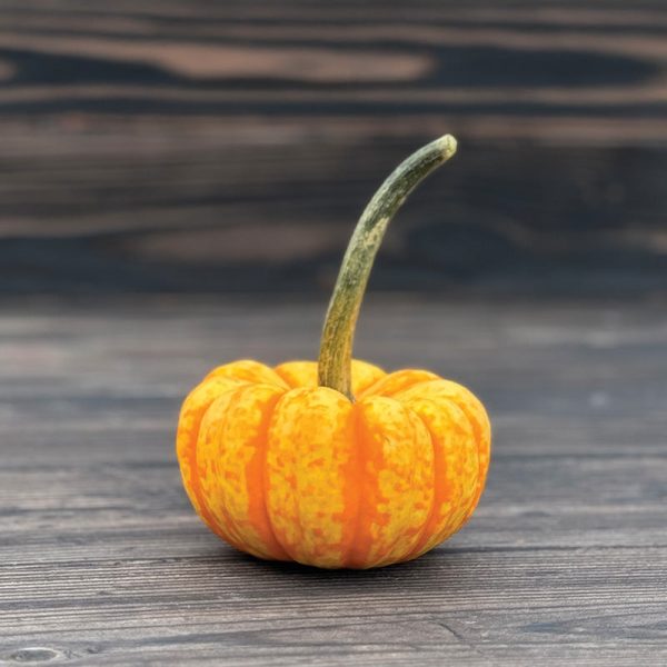 Pumpkin Spark F1 Seed For Discount - Image 3