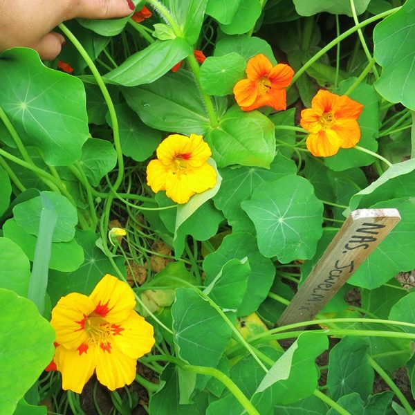Nasturtium Jewel Mix Seed Discount - Image 4