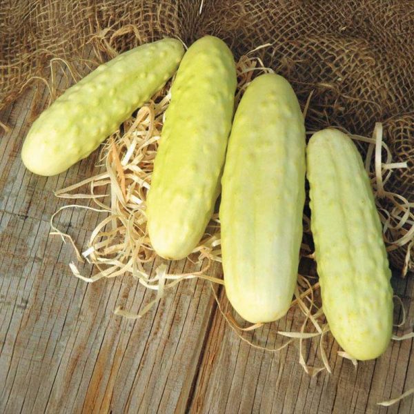 Cucumber Silver Slicer Seed For Cheap - Image 2