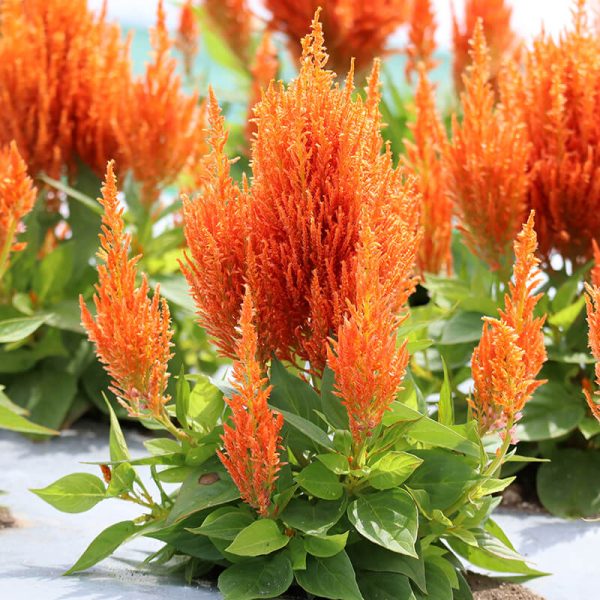Celosia Flamma Orange  Seed Online now