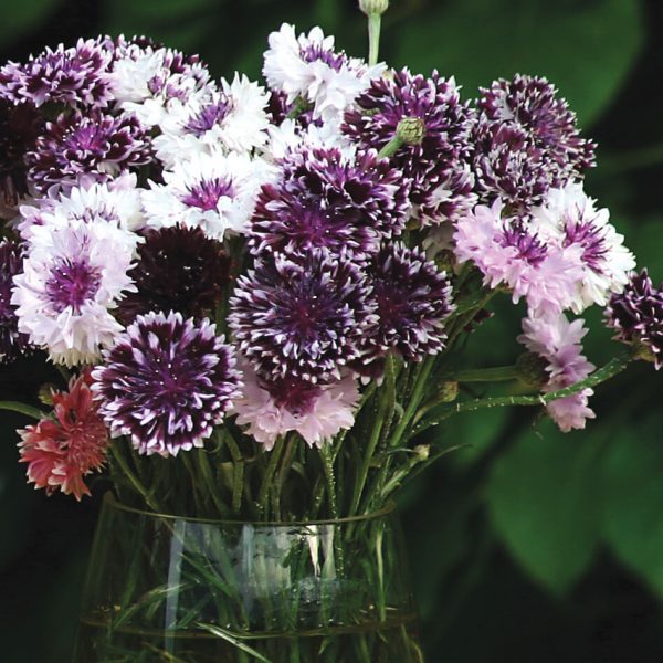 Centaurea Classic Magic Mix Seed Online now