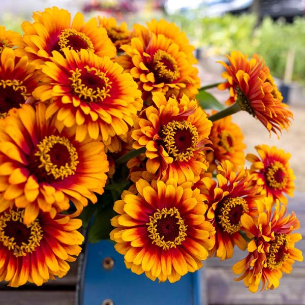 Zinnia Zowie Yellow Flame F1 Seed Hot on Sale - Image 5