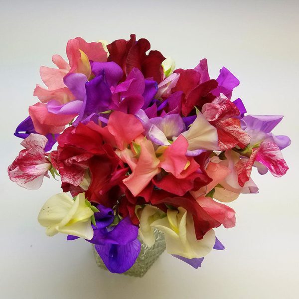 Sweet Pea Incense Mix Seed Online Hot Sale - Image 2