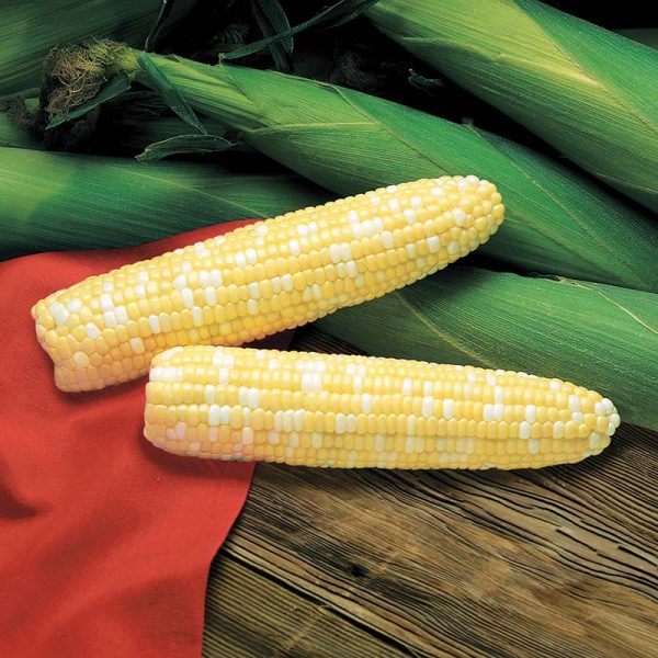 Sweet Corn Primus F1 Seed Cheap