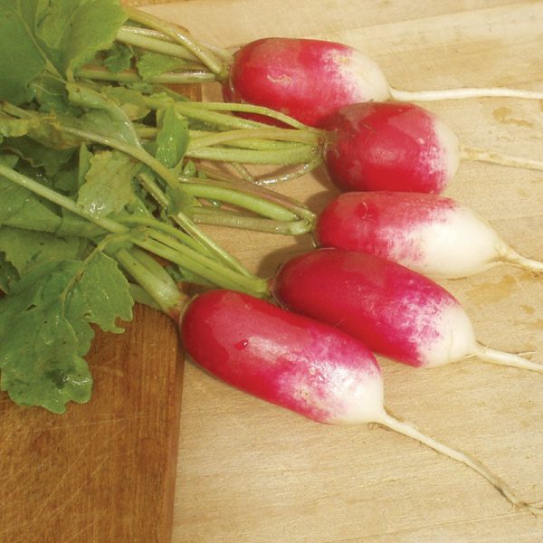 Radish French Breakfast Seed For Cheap