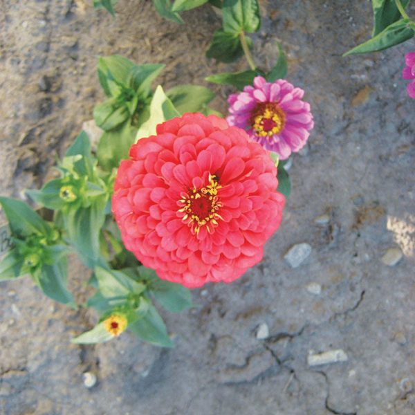 Zinnia Benary s Giant Coral Seed Cheap - Image 2