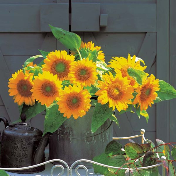 Sunflower Sunrich Gold F1 Seed Discount - Image 4