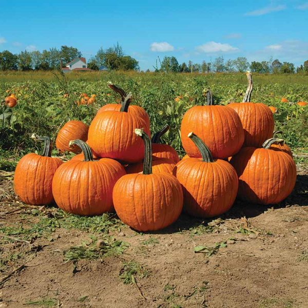 Pumpkin Cronus F1 Seed Supply - Image 2
