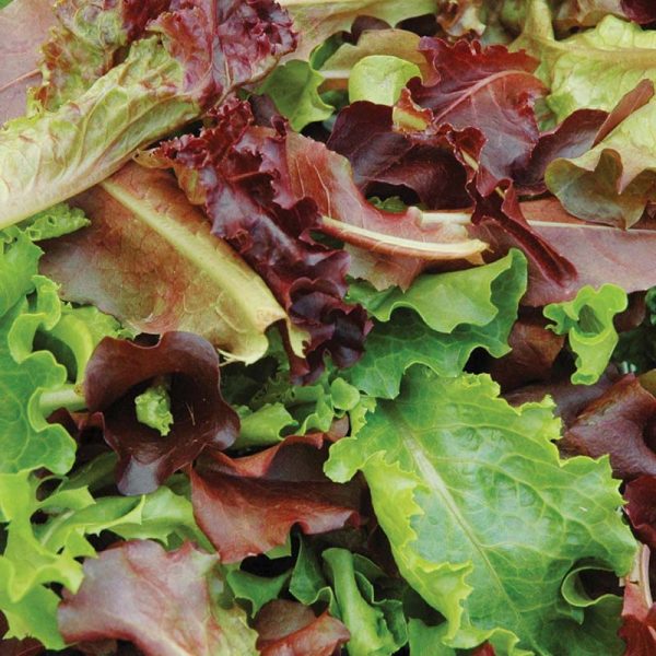 Lettuce Harris  Blend Seed Online - Image 4
