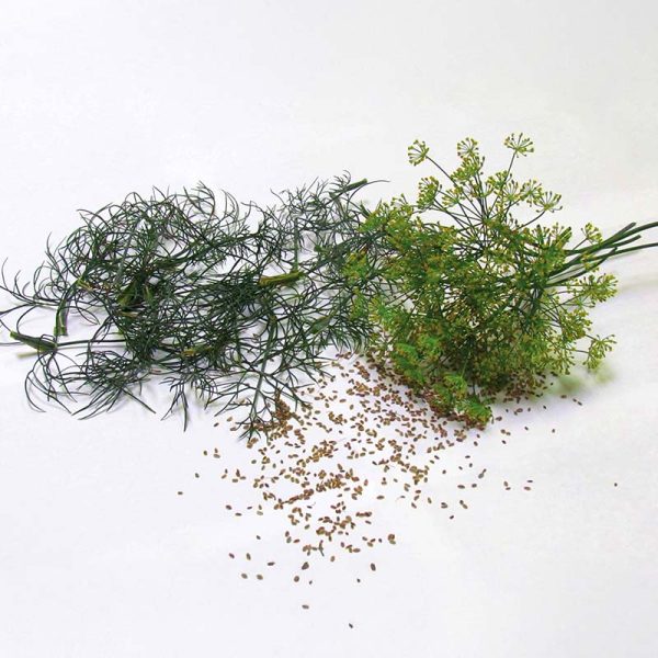 Dill Bouquet Seed For Sale