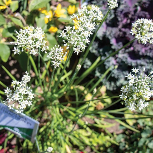Allium Autumn Bee Attraction F1 Seed Online Sale - Image 4