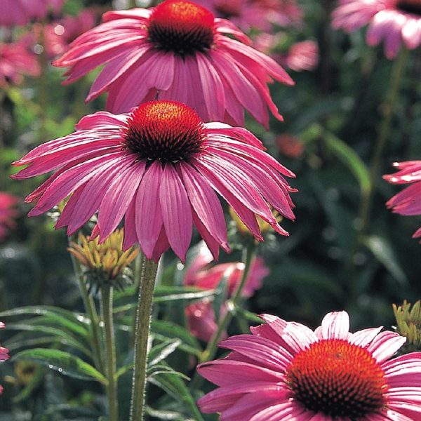 Echinacea Primadonna Deep Rose Seed Fashion