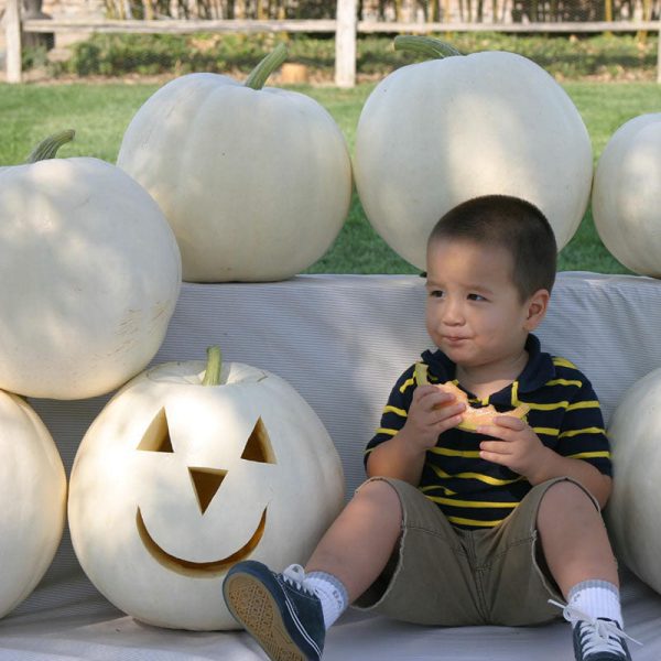 Pumpkin New Moon F1 Seed For Sale - Image 2
