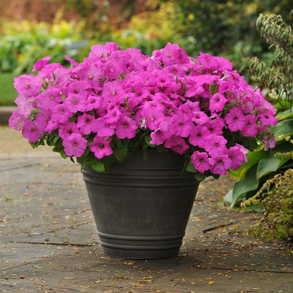 Petunia Easy Wave Neon Rose F1 Seed Sale