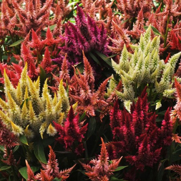 Celosia Celway Mix Seed Supply - Image 2