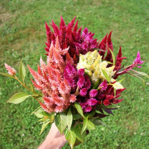Celosia Celway Mix Seed Supply