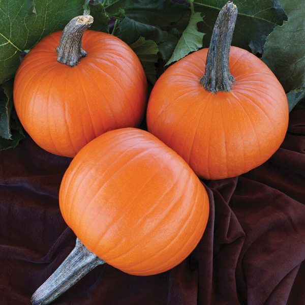 Pumpkin Jack Sprat F1 Seed Online Sale