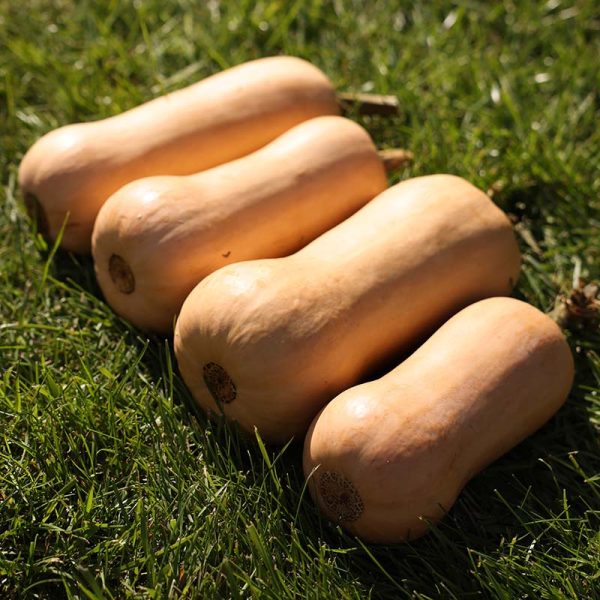 Squash Essex F1 Seed Hot on Sale - Image 4