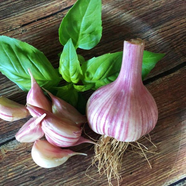 Garlic Chesnok Red Hardneck Online - Image 3