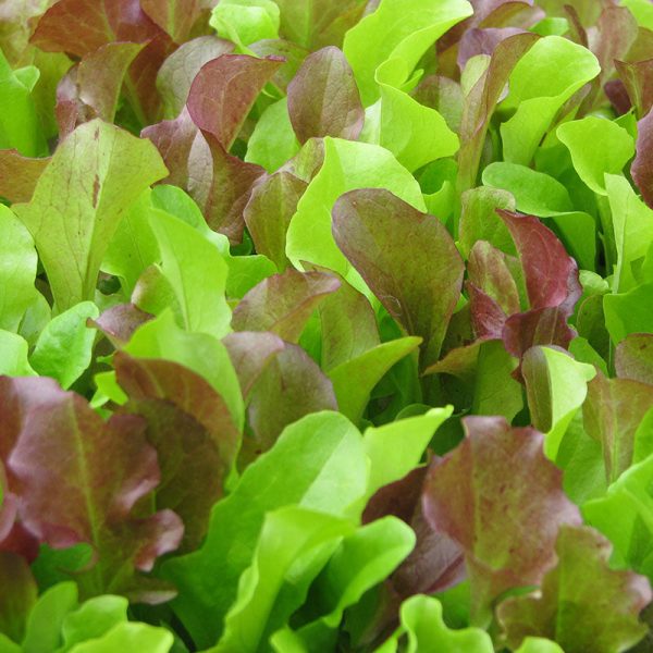 Lettuce Harris  Blend Seed Online - Image 5