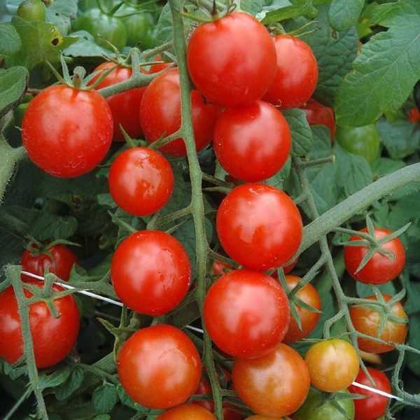 Tomato Nature s Bites F1 Seed Cheap - Image 3