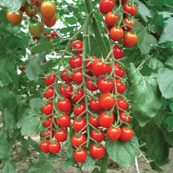 Tomato Nature s Bites F1 Seed Cheap