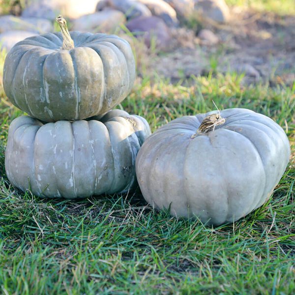 Pumpkin Jade Knight F1 Seed Sale