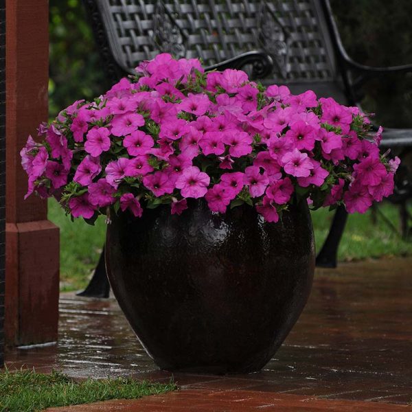 Petunia Easy Wave Neon Rose F1 Seed Sale - Image 2