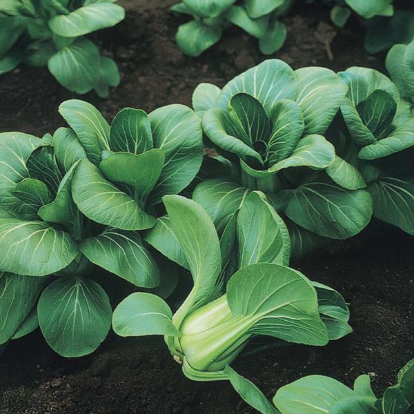 Pak Choi Mei Qing Choi F1 Seed Cheap