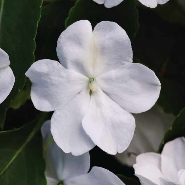 Impatiens Beacon White Seed Fashion - Image 3