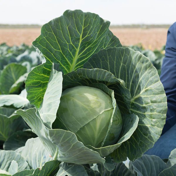 Cabbage Bronco F1 Organic Seed Online now