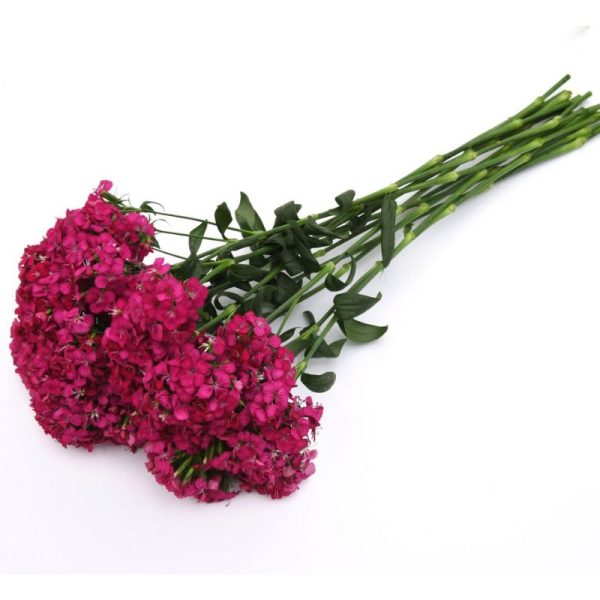 Dianthus Amazon Neon Cherry F1 Seed For Cheap - Image 4