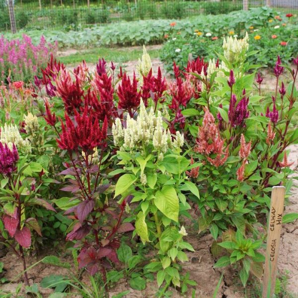 Celosia Celway Mix Seed Supply - Image 4