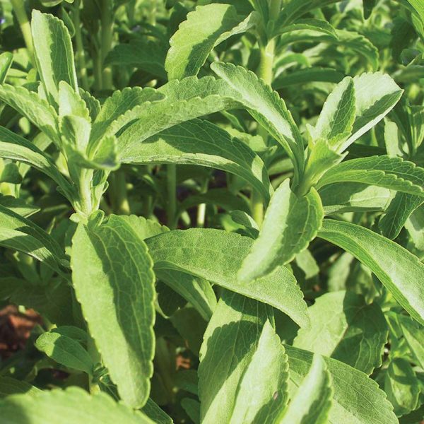 Stevia Candy Organic Seed For Cheap