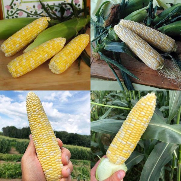 Sweet Corn Seed Collection - Backyard Bicolor Seed Online