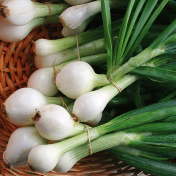 Onion Sets - White Ebenezer Online - Image 2