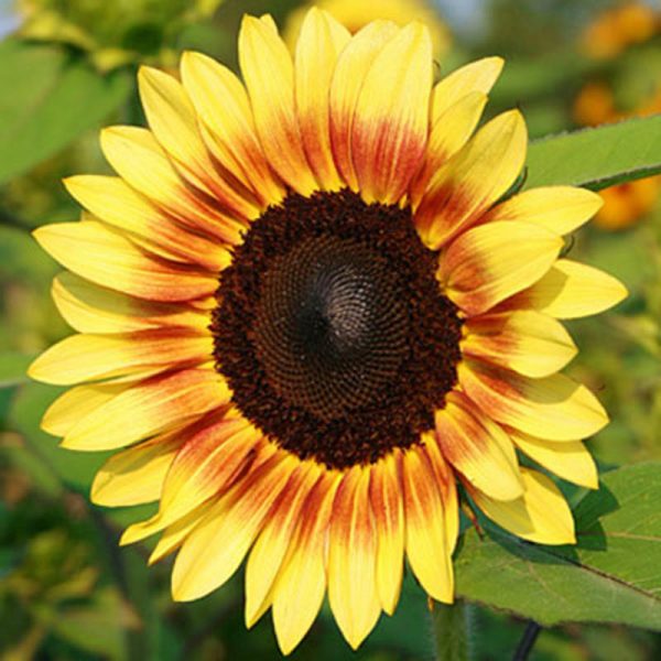 Sunflower ProCut Red and Lemon Bicolor F1 Seed Online - Image 2